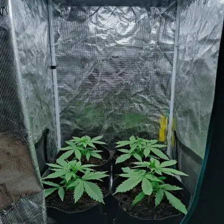 Blueberry auto