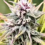 Red Tropicana cookies auto