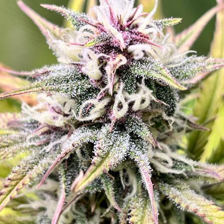 Red Tropicana cookies auto