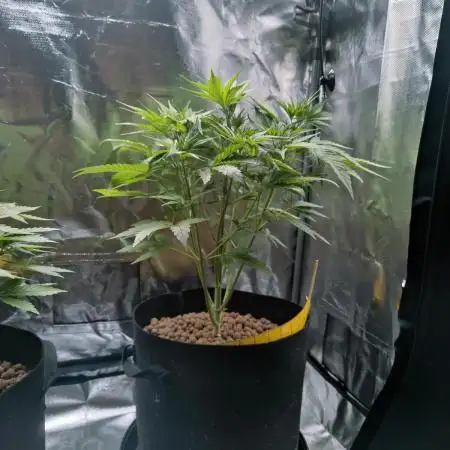 Red Tropicana cookies auto