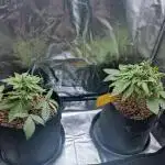 Red Tropicana cookies auto