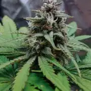 Red Tropicana cookies auto