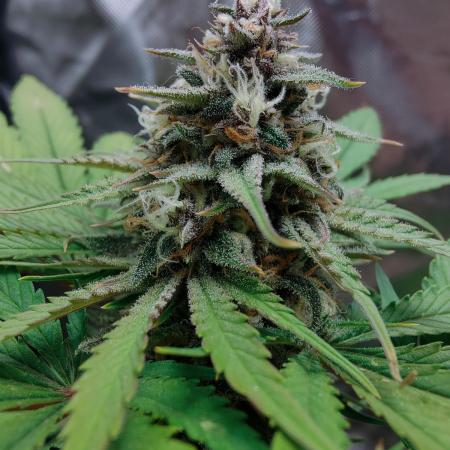 Red Tropicana cookies auto