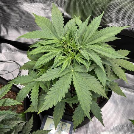1st grow