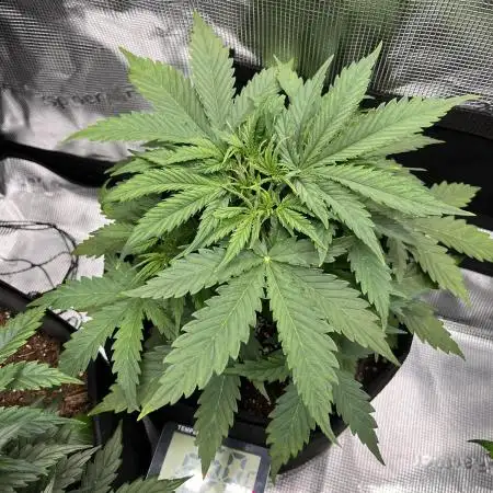 1st grow