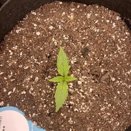 1st grow