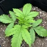 1st ever grow