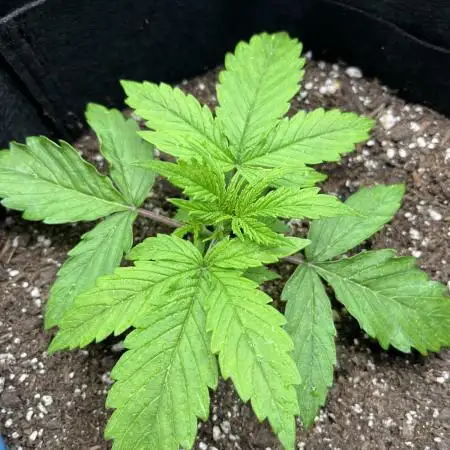 1st ever grow