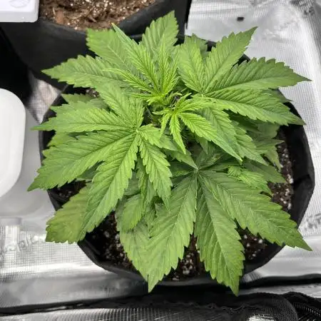 1st grow