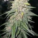 Banana purple punch autoflower #FastBuds