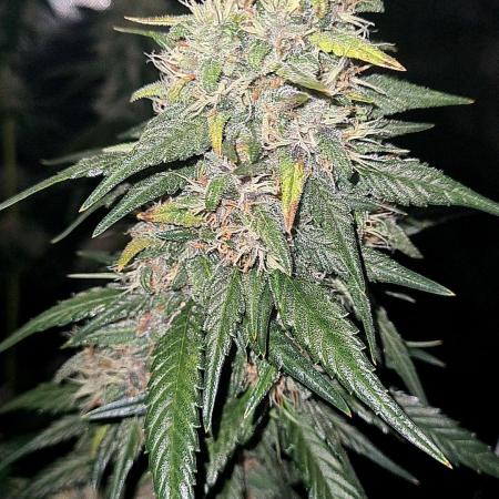 Banana purple punch autoflower #FastBuds