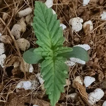 Banana purple punch autoflower #FastBuds