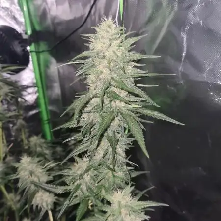 Banana purple punch autoflower #FastBuds