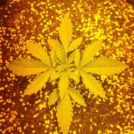 Banana purple punch autoflower #FastBuds