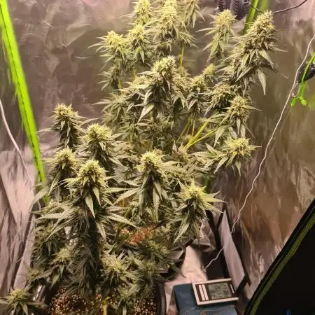 Banana purple punch autoflower #FastBuds