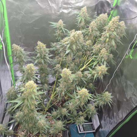 Banana purple punch autoflower #FastBuds