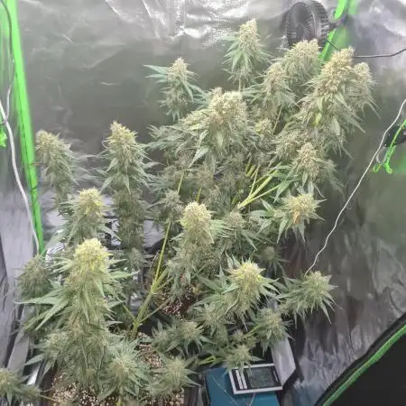 Banana purple punch autoflower #FastBuds