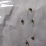 HHG Project McFrostyy