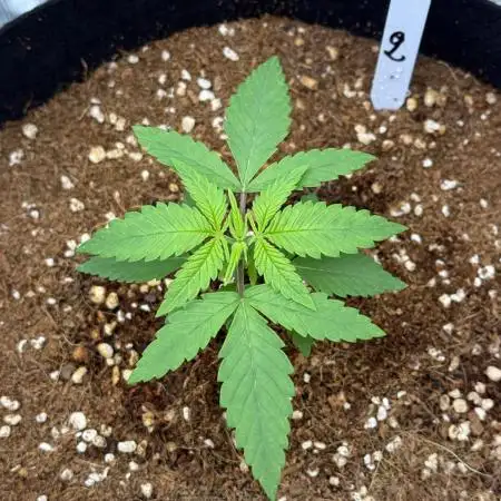 Super Lemon Haze (1st time grower)