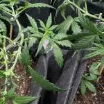 Indoor Grow