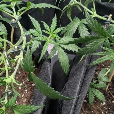 Indoor Grow