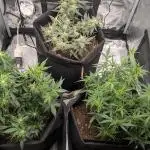 Indoor Grow