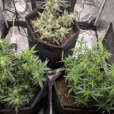 Indoor Grow