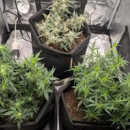 Indoor Grow