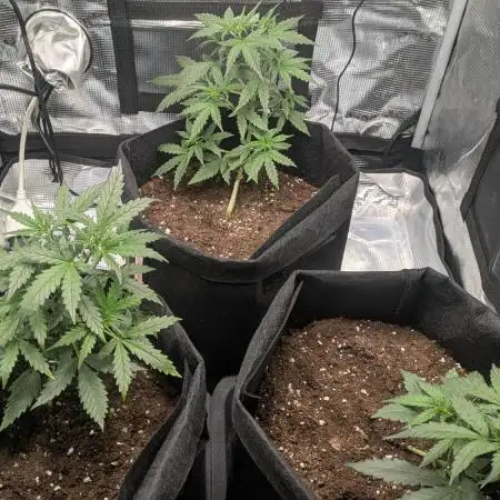 Indoor Grow