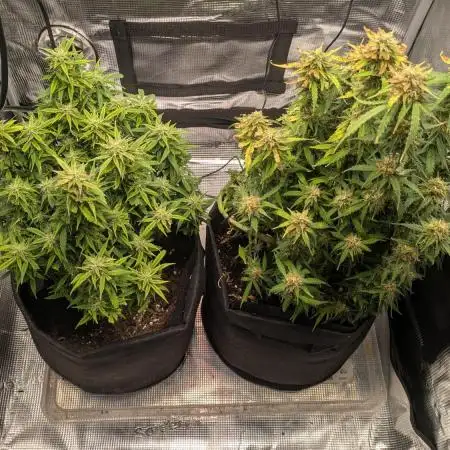 Indoor Grow