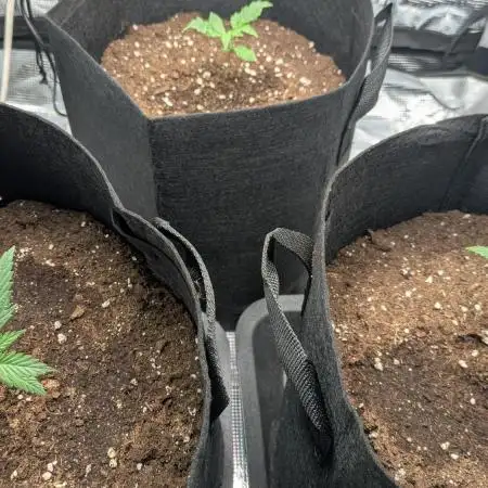 Indoor Grow