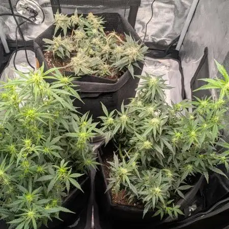 Indoor Grow