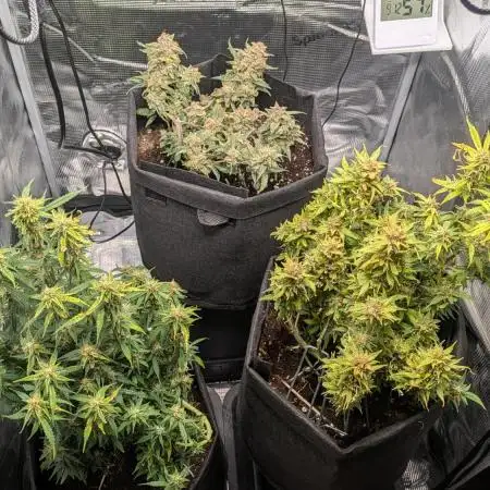 Indoor Grow