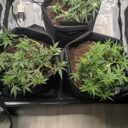 Indoor Grow