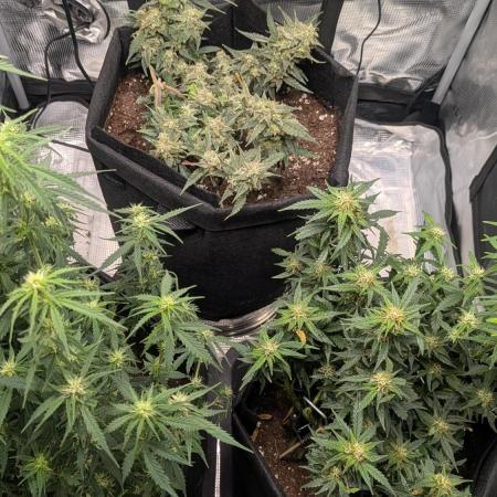 Indoor Grow