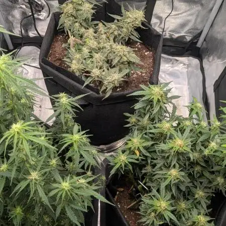 Indoor Grow
