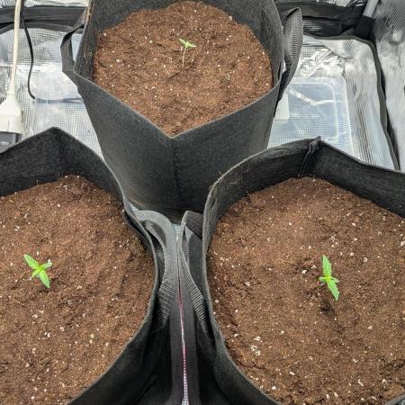 Indoor Grow