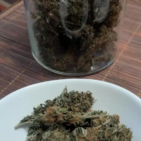 Indoor Grow