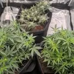 Indoor Grow
