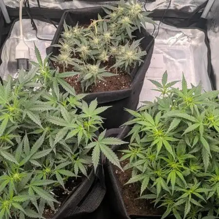 Indoor Grow