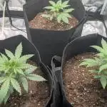 Indoor Grow