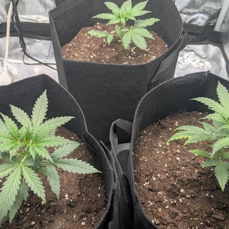 Indoor Grow