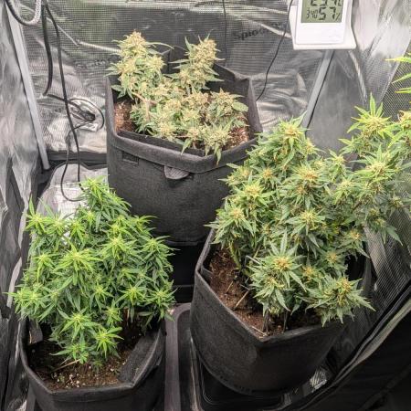 Indoor Grow