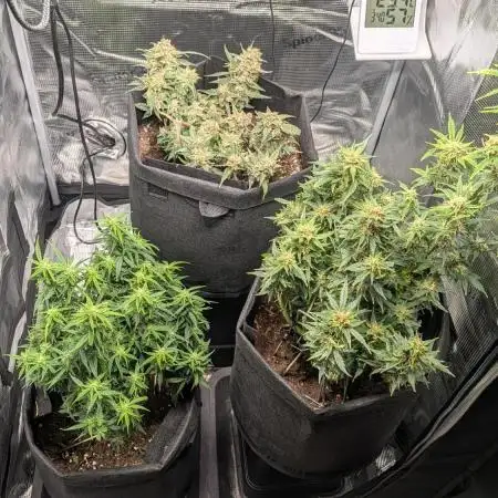 Indoor Grow