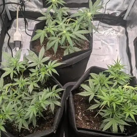 Indoor Grow