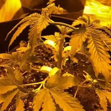 First time growing