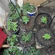 Divine x2-opium-afghan original-Regulars