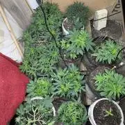 8Reg3Fem1Auto bad  envmnt 130 cm height