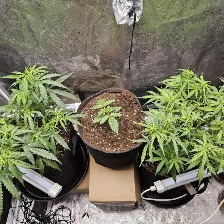 PINK ROZAY AUTO by ZS / RECO GROW / 24h