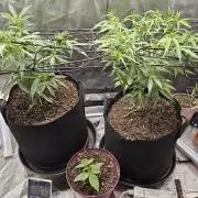 PINK ROZAY AUTO by ZS / RECO GROW / 24h